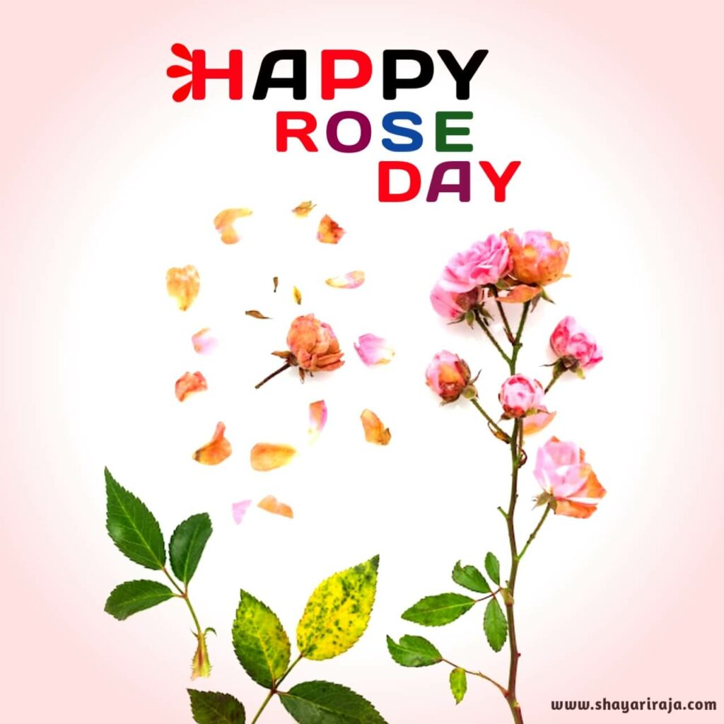Image of Rose Wallpaper