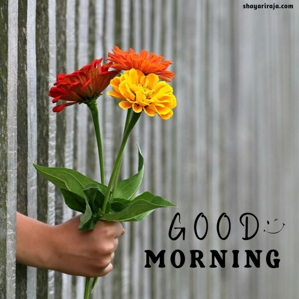 Flower Good Morning Images