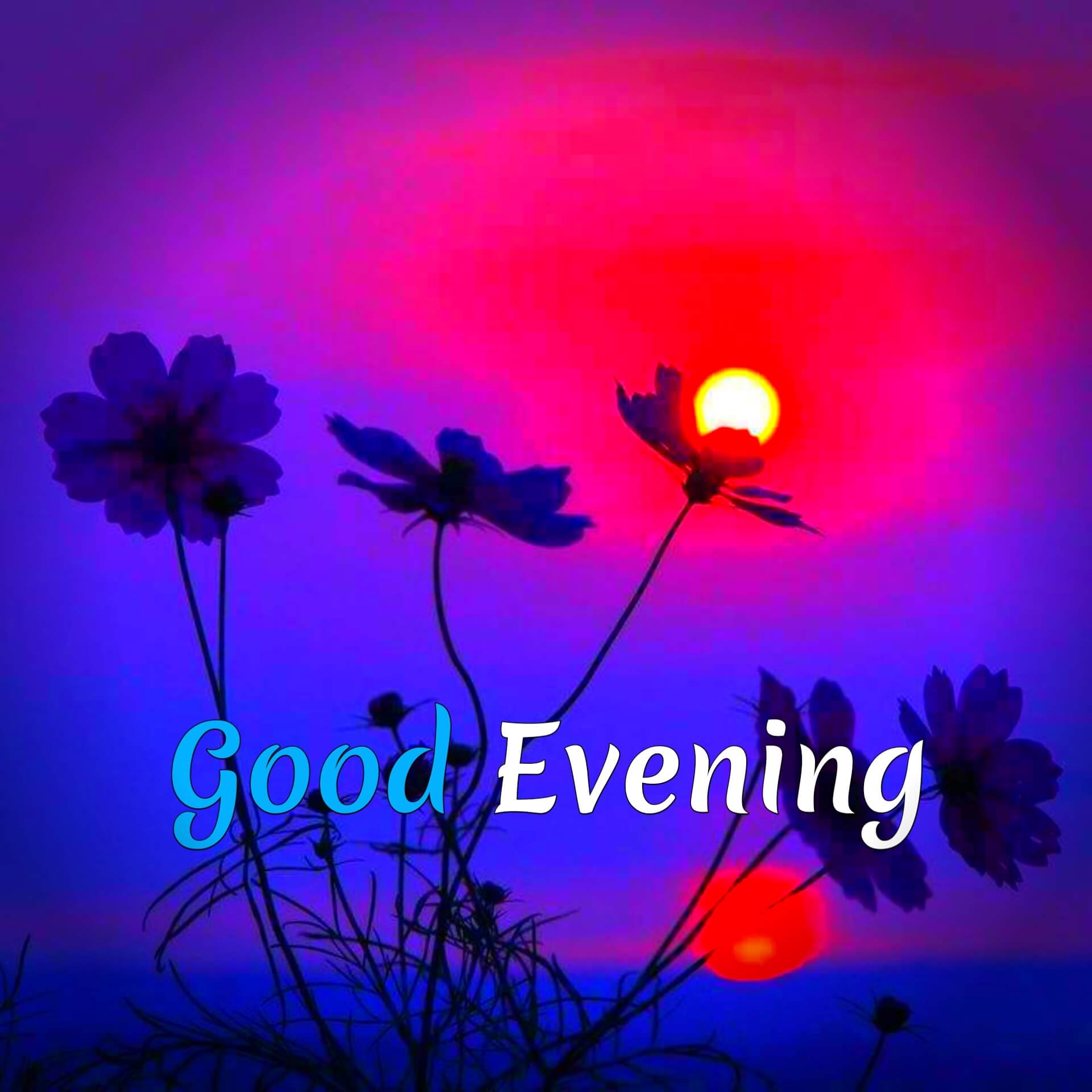 50+ Best Good Evening Images Wishes & Quotes