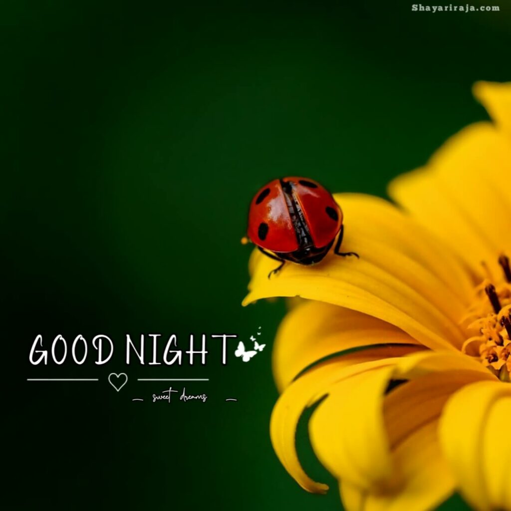 Good Night Images Hindi

