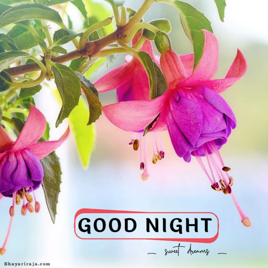 Image of Good Night Images 
