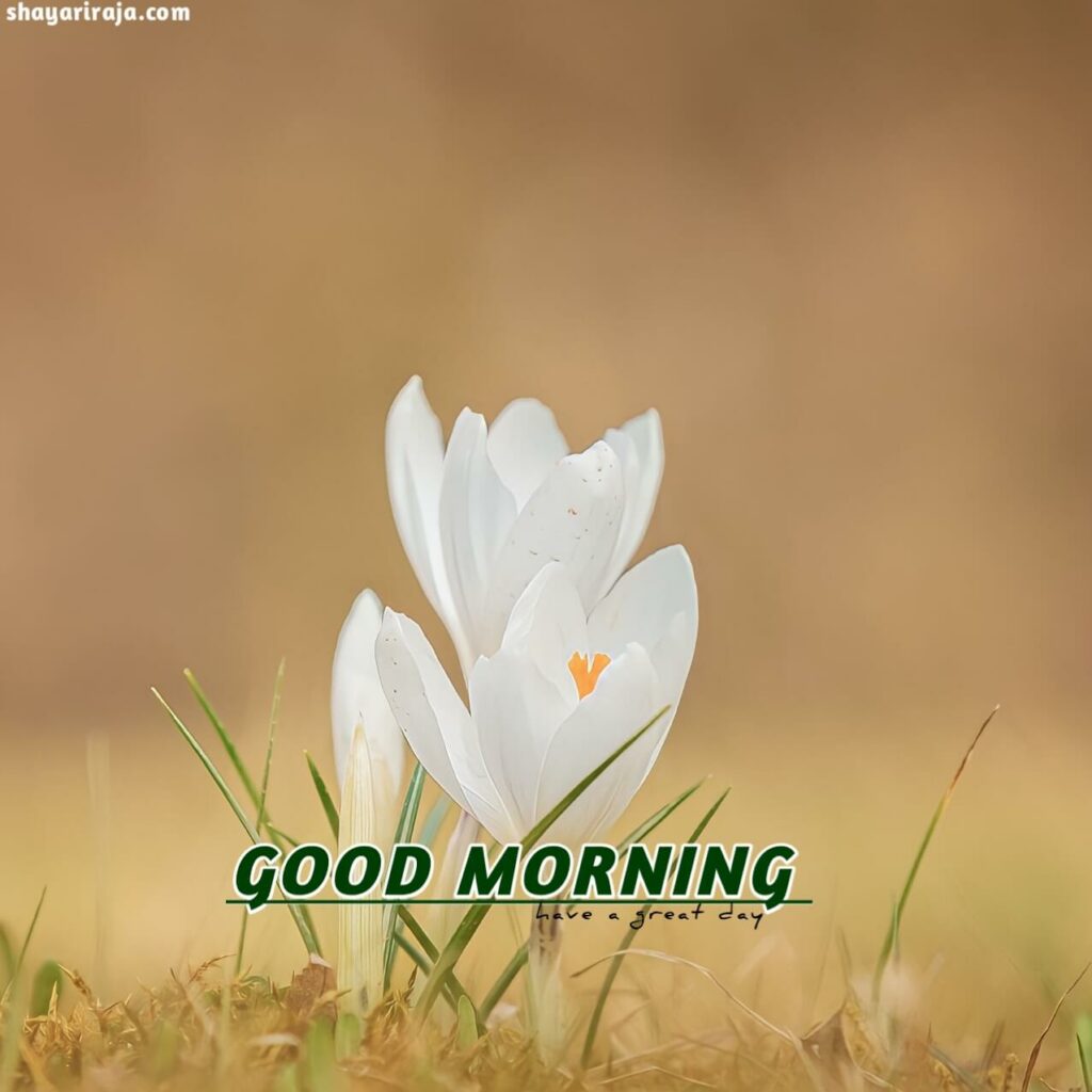 Image of Good Morning Images new
