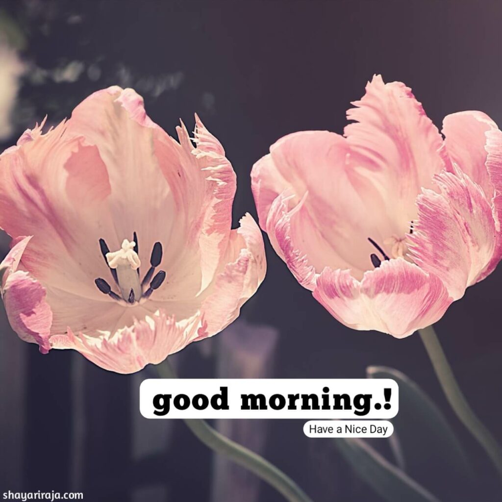Image of Good Morning Images new style
