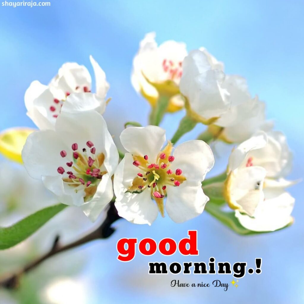 Image of Good Morning Images