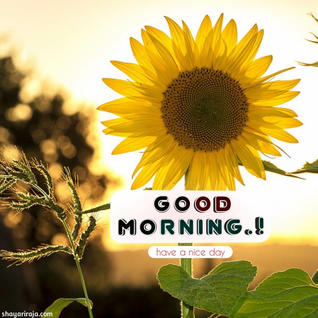 Image of Good Morning Wishes

